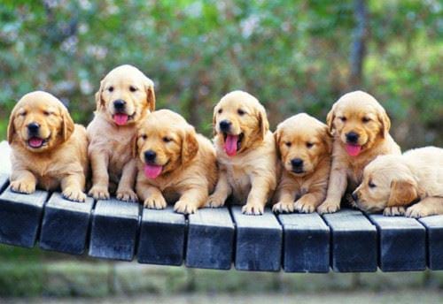Top 10 cửa hàng bán chó cảnh uy tín chất lượng nhất tại  - MEW - Bách  Khoa Toàn Thư về Thú Cưng