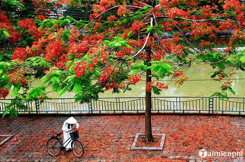 bai van ta hoa phuong